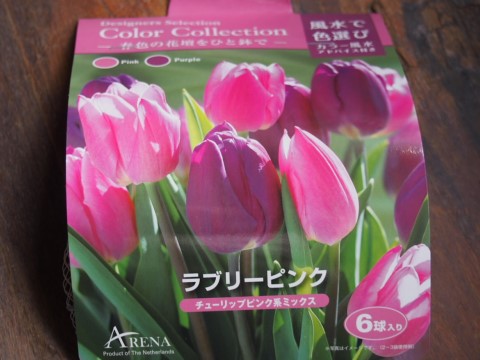 チューリップ植え付け