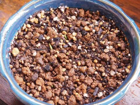 ムスカリ植え付け