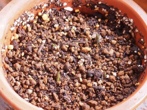 ムスカリ植え付け