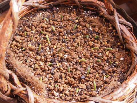 ムスカリ植え付け