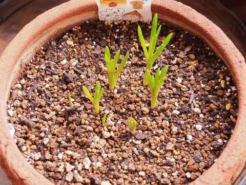 寄せ植えチューリップ