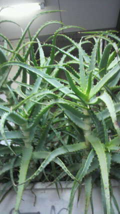 2012013115460000.jpg