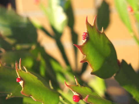 咲かなかったシャコバサボテンの３つの花芽 さざなみ橋日記 園芸ブログ