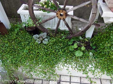 日向 日陰まで ワイヤープランツも寄せ植え ガーデンの名脇役 広島 あなたのお庭のコンシェルジュ ゆっこの庭 寄せ植え教室
