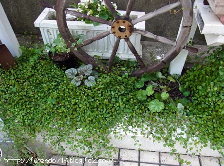 すべての美しい花の画像 これまでで最高のワイヤー プランツ 寄せ 植え 相性