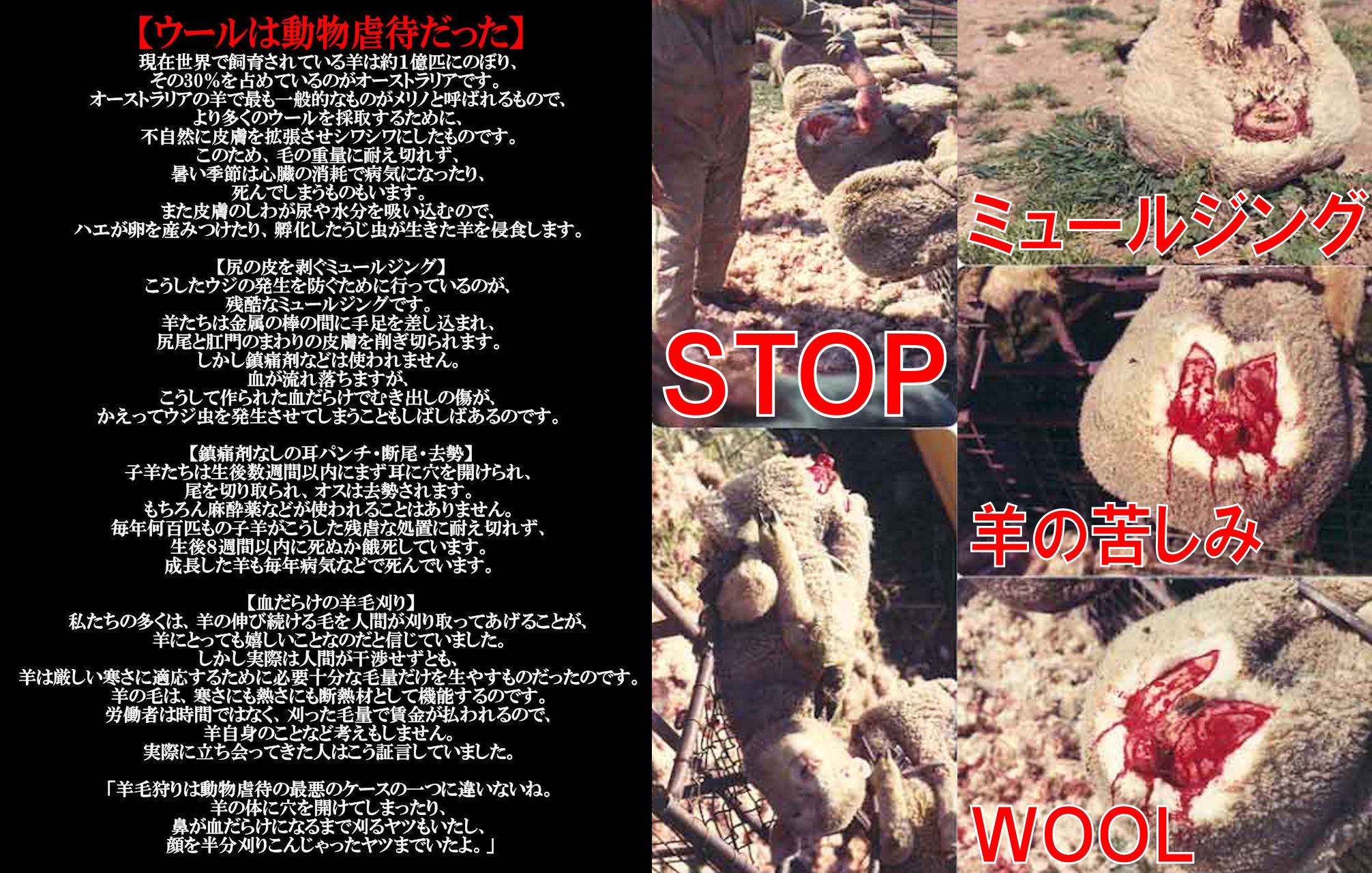 wool4_20140108224351d19.jpg
