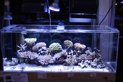 _MG_6088.jpg