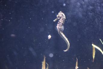 タツノオトシゴ