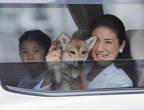 犬の足でお手振り
