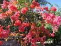 DSC00584.jpg