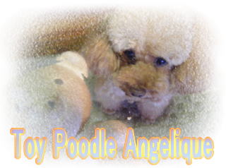 Toy Poodle Angelique