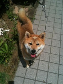 癒しの小道　　　心治療士-ｃ