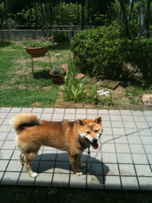 癒しの小道　　　心治療士-ｄ