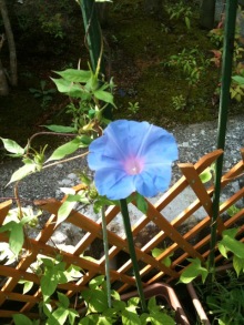 $癒しの小道 心治療士-z