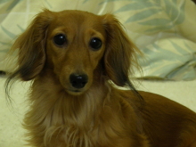 $癒しの小道　　　心治療士-ｘ