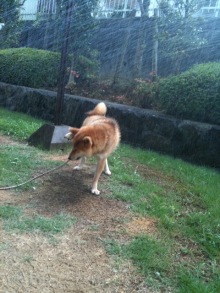 $癒しの小道　　　心治療士-ｃ