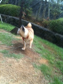 $癒しの小道　　　心治療士-ｍ