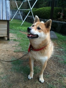 $癒しの小道　　　心治療士-ｈ