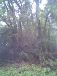 $癒しの小道　　　心治療士-ｗ