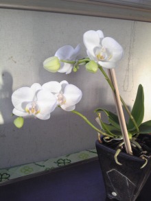 $癒しの小道　　　心治療士-ｘ