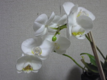 $癒しの小道　　　心治療士-ｚ