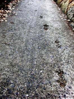 猫の細道