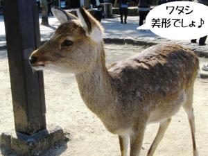 宮島の鹿