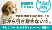 8週齢バナー