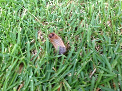 スミチオン効果2