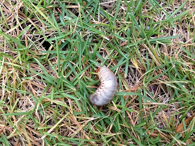 スミチオン散布でコガネムシ幼虫を撃退 芝遊び日記