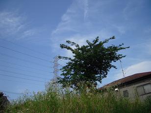 DSCN4246-1.jpg