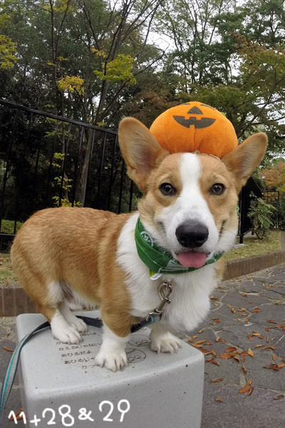 trick or treat!