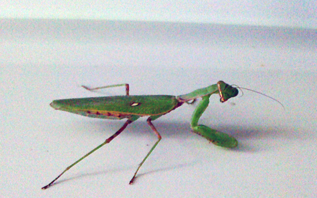 カマキリ