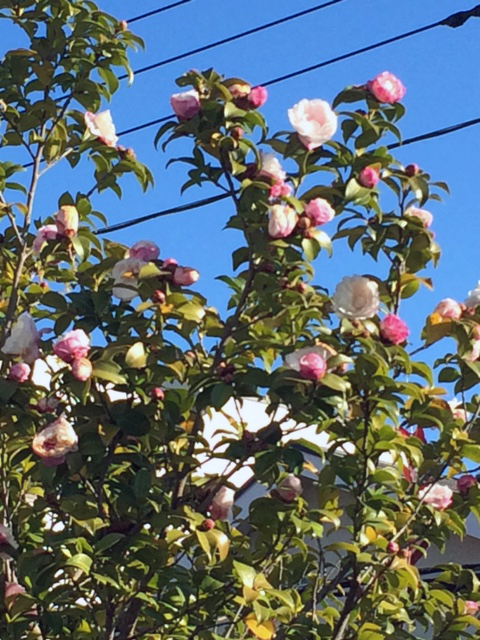 山茶花