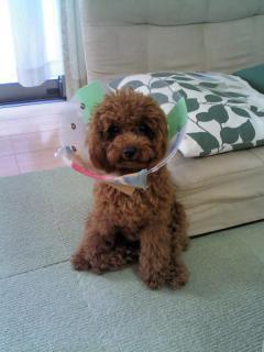 芽依ちゃん避妊手術