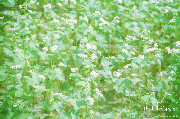 The travel in summer 5