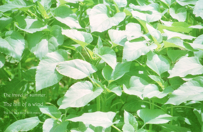 The travel in summer 10