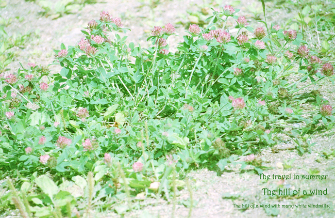 The travel in summer 4