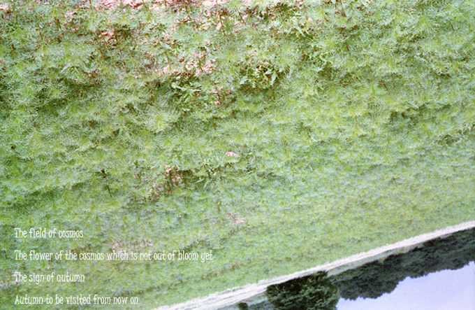 The field of cosmos 2