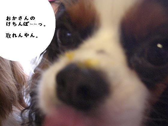 メルうし日和。-いぢり②