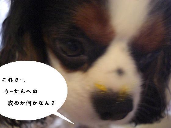 メルうし日和。-いぢり③