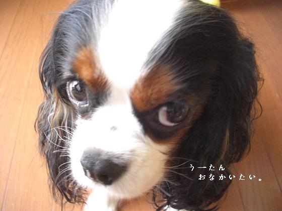 メルうし日和。-床屋2①