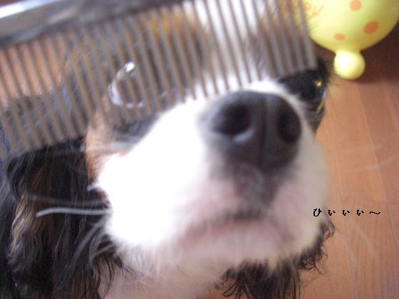 メルうし日和。-床屋2②