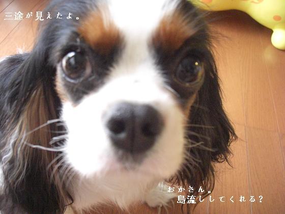 メルうし日和。-床屋2④