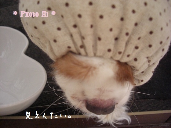 メルうし日和。-2はげちゃびん