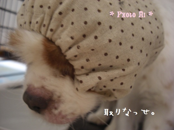 メルうし日和。-3はげちゃびん