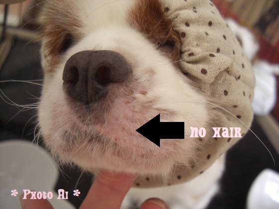 メルうし日和。-4はげちゃびん