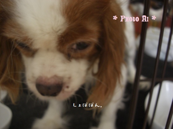 メルうし日和。-5はげちゃびん