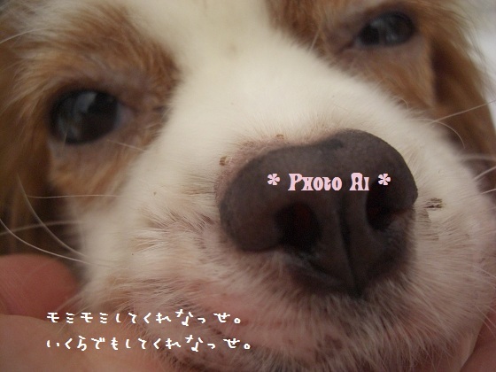 メルうし日和。-7はげちゃびん