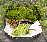 コシアブラとふきのとう